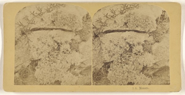 Mosses; Franklin G. Weller, American, 1833 - 1877, about 1875; Albumen silver print