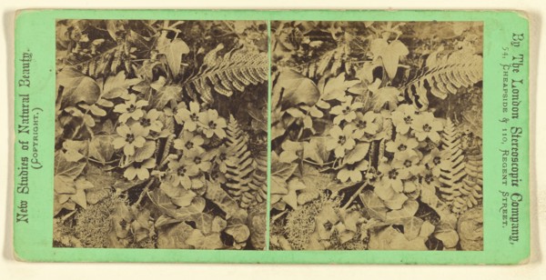 Plants and flowers in a natural setting; London Stereoscopic Company, active 1854 - 1890, about 1860; Albumen silver print