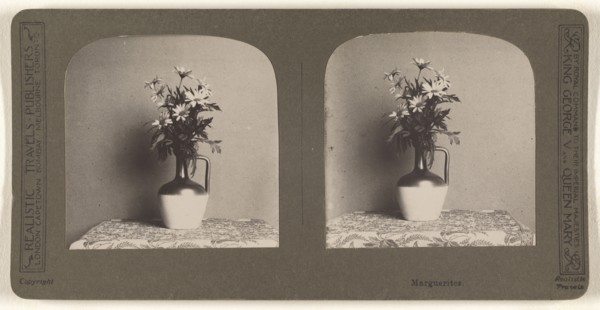 Marguerites; British; about 1910; Gelatin silver print