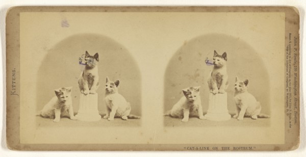 Cat-a-line on the Rostrum.; John P. Soule, American, 1827 - 1904, 1871; Albumen silver print