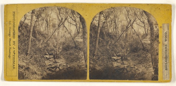 Ecclesbourne Wood; J.W. Thomas, British, active Hastings, England 1860s, 1860s; Albumen silver print