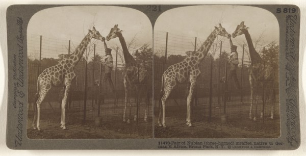 Pair of Nubian, three-horned, giraffes, native to German E. Africa, Bronx Park, N.Y; Underwood & Underwood, American, 1881
