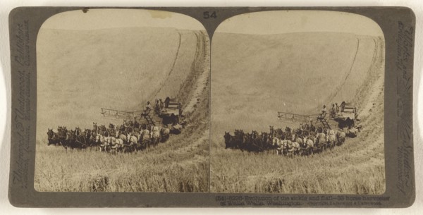 Evolution of the sickle and flail - 33 horse harvester at Walla Walla, Washington; Underwood & Underwood, American, 1881 - 1940s