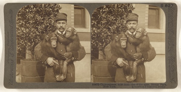 Chimpanzees, most man like of the apes, Bronx Park, New York; Underwood & Underwood, American, 1881 - 1940s, about 1904
