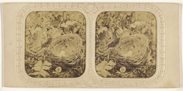 Bird nest with eggs, one hatched; about 1865; Hand-colored Albumen silver print