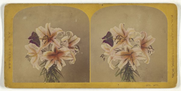 Flowers with butterfly; Franklin G. Weller, American, 1833 - 1877, about 1870; Hand-colored Albumen silver print
