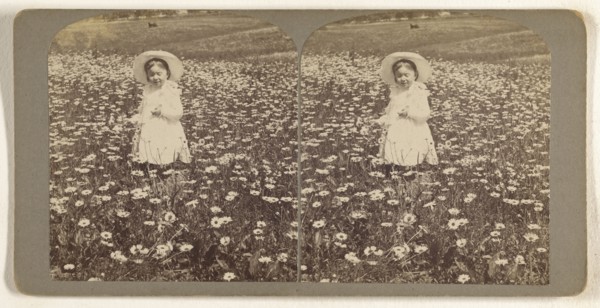M.E. Wendt among the daisies. July 3 1902; Julius M. Wendt, American, active 1900s - 1910s, July 3, 1902; Gelatin silver print
