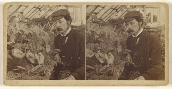 Man with moustache, wearing cap, posed with flowers in greenhouse; about 1880; Albumen silver print