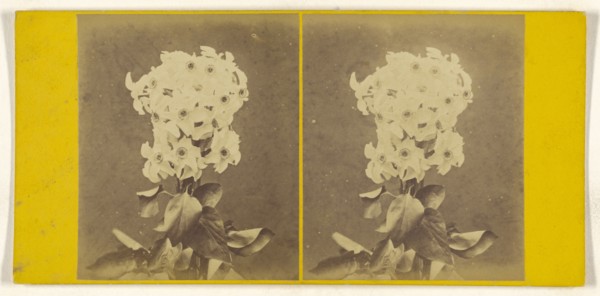 Flower arrangement; about 1870; Albumen silver print