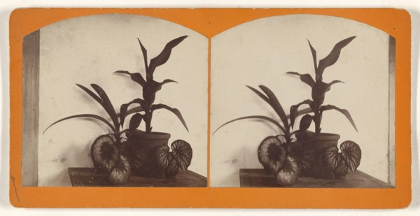 Potted plants; about 1865; Albumen silver print
