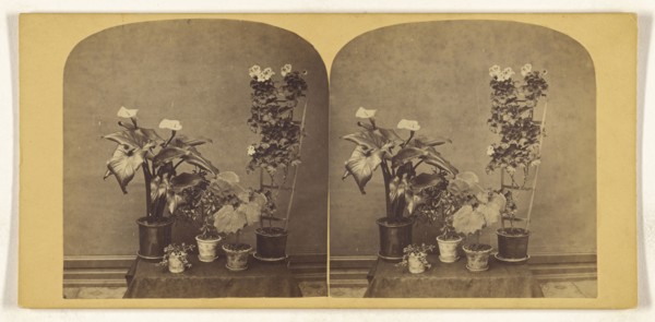 Potted plants; about 1865; Albumen silver print
