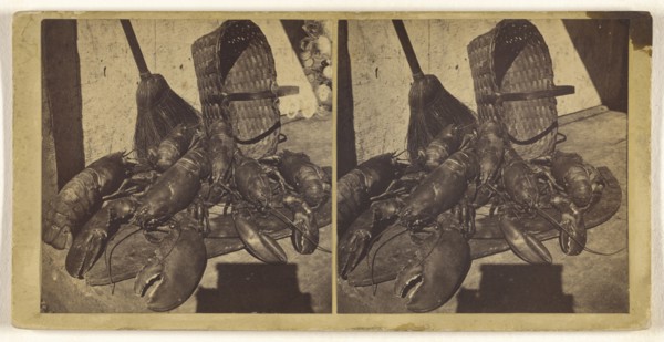 Lobsters; about 1865; Albumen silver print