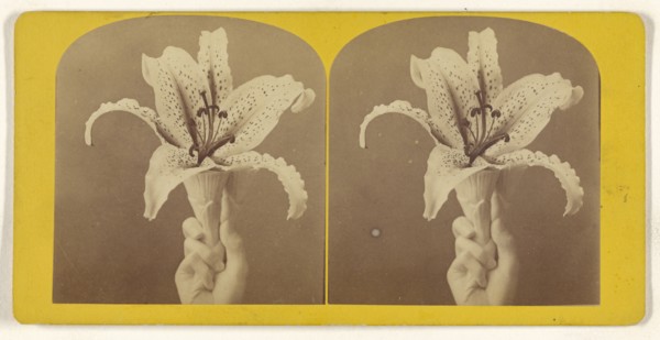 Lily; about 1865; Albumen silver print