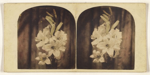 Lilies; about 1865; Hand-colored Albumen silver print