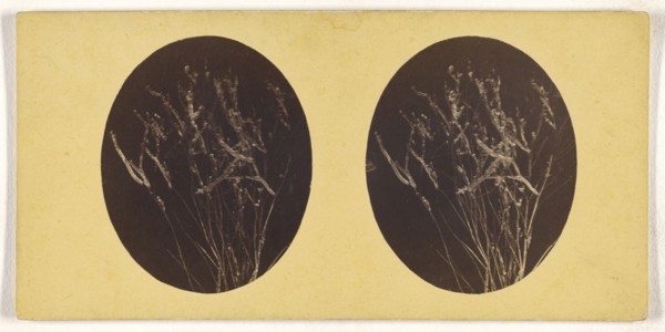 Microscopic bacteria or flora; about 1870; Albumen silver print