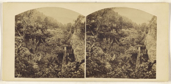 British forest; British; about 1865; Albumen silver print