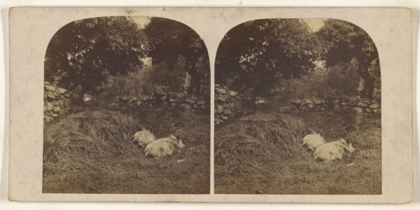 Vale Crucis, North Wales, The Abbey; British; about 1865; Albumen silver print