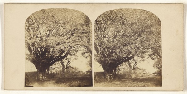 Old Beech at from residence of Mr. Dunlop of Kingston; British; about 1860; Albumen silver print