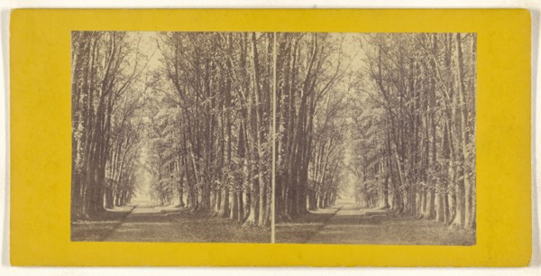 Avenue of Limes, at Castle Grant, Strathspey; British; about 1865; Albumen silver print