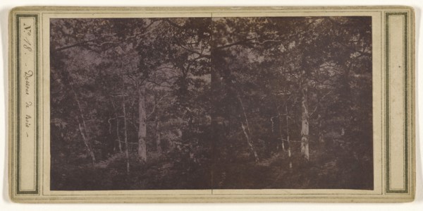 Dessons de Bois; French; about 1865; Albumen silver print