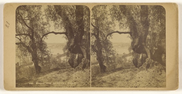 Menton. Sous les Oliviers. France; French; about 1860; Albumen silver print