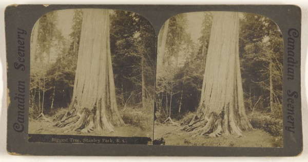 Biggest Tree, Stanley Park, B.C; Canadian; about 1910; Gelatin silver print