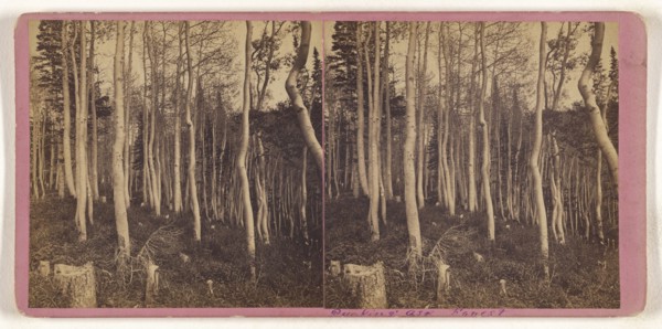 Quaking Asp Forest; about 1865; Albumen silver print