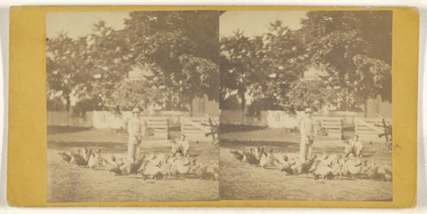Feeding chickens on Woods Farm near Poughkeepsie, N.Y; American; about 1865; Albumen silver print