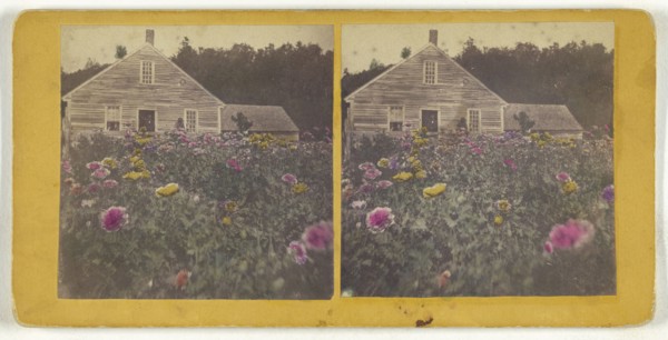 Poppy field Cabbot Vt; American; about 1870; Hand-colored Albumen silver print