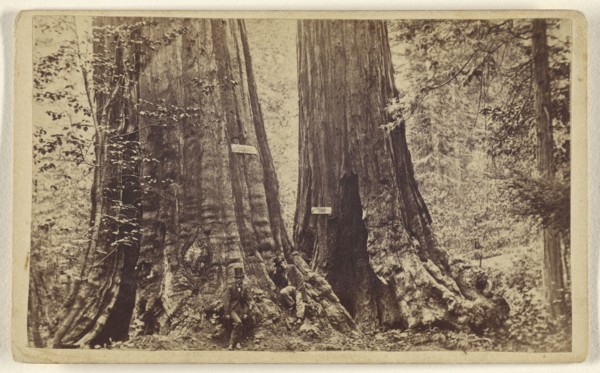 Big Trees - Old Dominion and Uncle Tom's Cabin. Mammoth Grove; Lawrence & Houseworth; about 1865; Albumen silver print