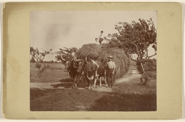 People on a hayride, wagon being pulled by two steers; 1890s; Gelatin silver print