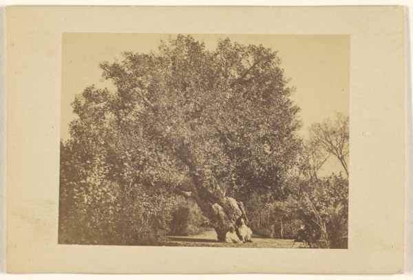 Aubre de la Vierge; Wilhelm Hammerschmidt, German, born Prussia, died 1869, about 1866; Albumen silver print
