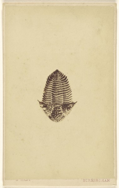 Fossil of a trilobite; William Hart, British, active Birmingham, England 1860s, 1865 - 1870; Albumen silver print