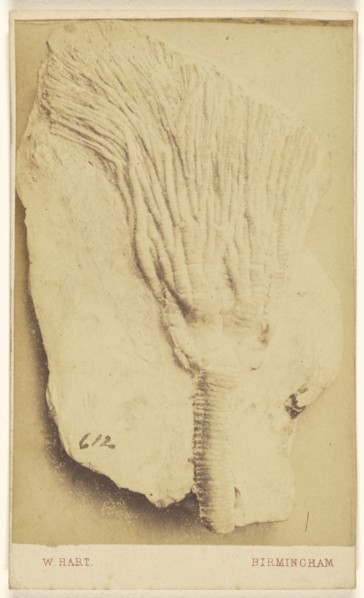 Fossil of a crinoid; William Hart, British, active Birmingham, England 1860s, 1865 - 1870; Albumen silver print