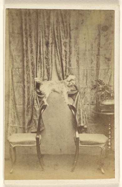 A dog balanced on two chair backs; Thomas Forrest, Welsh, active Pon-Y-Pridel, Wales 1860s - 1870s, 1865 - 1870; Albumen silver