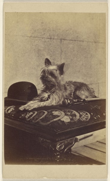 Dog lying on ottoman, next to a derby hat and walking stick; Henry Pointer, British, 1822 - 1889, about 1865; Albumen silver