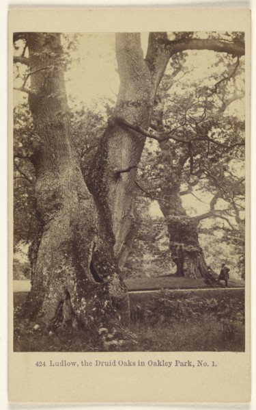 Ludlow, the Druid Oaks in Oakley Park, No. 1; Francis Bedford, English, 1815,1816 - 1894, 1864 - 1865; Albumen silver print