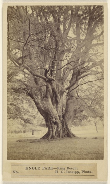 Knole Park - King Beech; H.G. Inskipp, British, active London, England 1870s, about 1865; Albumen silver print