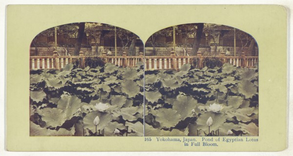 Yokohama, Japan. Pond of Egyptian Lotus in Full Bloom, recto, Temple of Juniten at Honmoku, Yokohama, Japan, verso, about 1898