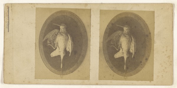 Mounted bird, recto, Mounted bird, verso, about 1865; Albumen silver print