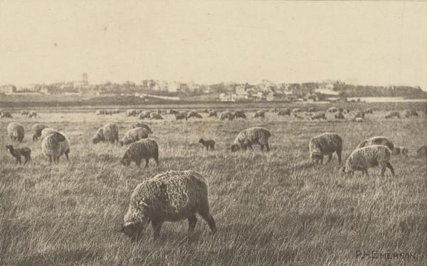 On Southwold Marshes; Peter Henry Emerson, British, born Cuba, 1856 - 1936, London, England; 1887; Photogravure