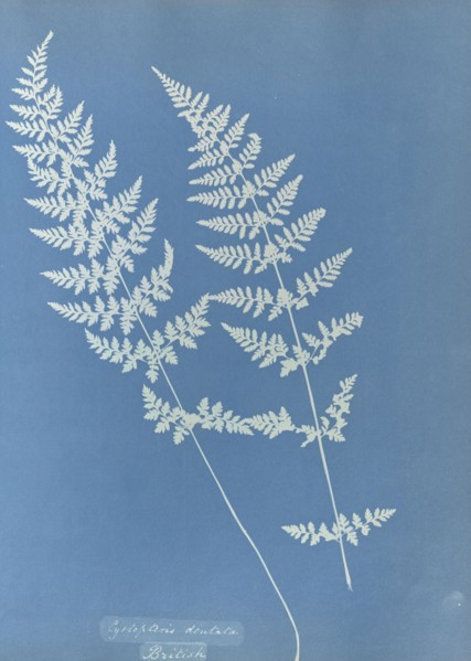 Cystopteris dentata, British; Anna Atkins, British, 1799 - 1871, England; 1853; Cyanotype; 25.4 × 19.4 cm 10 × 7 5,8 in