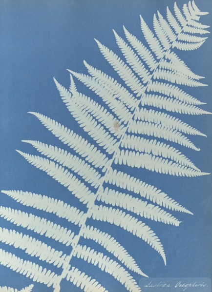 Lastrea oreopteris; Anna Atkins, British, 1799 - 1871, England; 1853; Cyanotype; 25.4 × 19.4 cm 10 × 7 5,8 in
