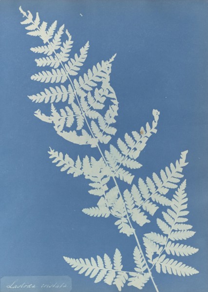 Lastrea cristata; Anna Atkins, British, 1799 - 1871, England; 1853; Cyanotype; 25.4 × 19.4 cm 10 × 7 5,8 in