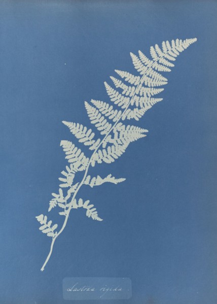 Lastrea rigida; Anna Atkins, British, 1799 - 1871, England; 1853; Cyanotype; 25.4 × 19.4 cm 10 × 7 5,8 in