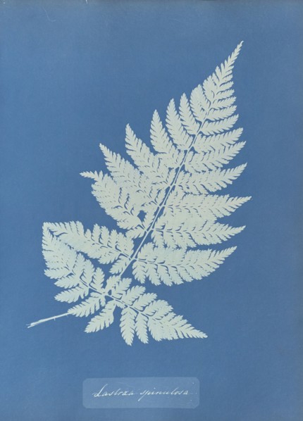 Lastrea spinulosa; Anna Atkins, British, 1799 - 1871, England; 1853; Cyanotype; 25.4 × 19.4 cm 10 × 7 5,8 in