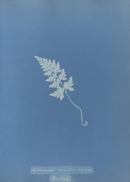 Asplenium adiantum nigrum, British; Anna Atkins, British, 1799 - 1871, England; 1853; Cyanotype; 25.4 × 19.4 cm 10 × 7 5,8 in
