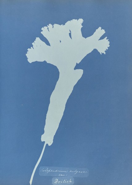 Scolopendrium vulgare illeg., british; Anna Atkins, British, 1799 - 1871, England; 1853; Cyanotype; 25.4 × 19.4 cm