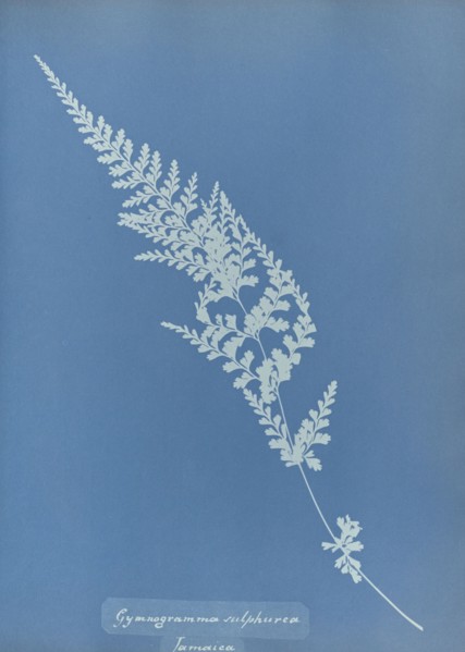 Gymnogramma sulphurea, Jamaica; Anna Atkins, British, 1799 - 1871, England; 1853; Cyanotype; 25.4 × 19.4 cm 10 × 7 5,8 in