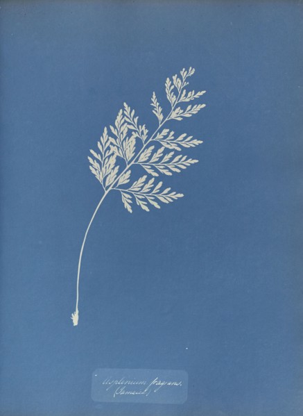 Asplenium fragrans, Jamaica; Anna Atkins, British, 1799 - 1871, England; 1853; Cyanotype; 25.4 × 19.4 cm 10 × 7 5,8 in